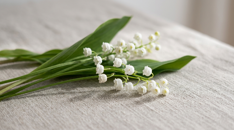 May (Lily of the Valley | Hawthorn)